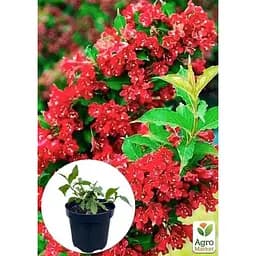 Саджанець Agro-Market Вейгела 2-х річна Red Prince С2 висота 20-40 см (103610) 1 шт. в упаковці - мініатюра 4
