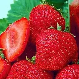 Саджанець Agro-Market Полуниця Мармелада (Marmolada) (середній термін дозрівання, сорт стійкий до різних захворювань) 5 шт. в пакуванні (37068)