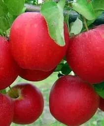 Саджанець Agro-Market Яблуня Гала Маст (Гала) (Ранньозимовий сорт) 1 шт. в упаковці (15754)