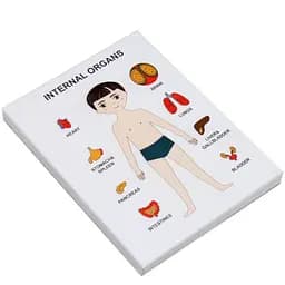 Пазлы обучающие органы человека Internal Organs Strateg 30349