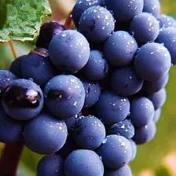 Саджанець Agro-Market Виноград Антей Магарача (винний, ранньо-середній термін дозрівання, має мускатний насичений смак) 1 шт. в пакуванні (35270)