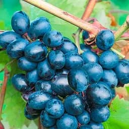 Саженец Agro-Market Виноград Таир (средний срок созревания) 1 шт. в упаковке (177288)