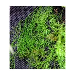 Тропічна бавовна Repti-Zoo Plant Cotton L 44х44см (YZM002) для моху і рослин у тераріум - мініатюра 9