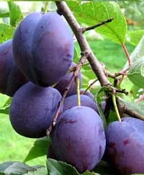 Саджанець Agro-Market Слива Анна Шпет (осінній сорт, пізній термін дозрівання) 1 шт. в упаковці (35792)