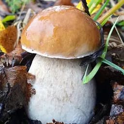 Сухий зерновий міцелій "Білий березовий гриб" 100г (45181)