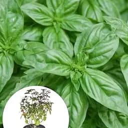 Базилик кустовой "Magic Blue" (кадковое растение, высокодекоративный куст) (102401) 1 саженец в упаковке