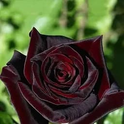 Троянда чайно-гібридна Agro-Market Блек Меджик саджанець класу АА+ вищий сорт 1 шт. в упаковці (16050)