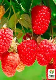 Саджанець Agro-Market Малина Зюгана (Sugana) один з провідних ремонтантних сортів) 2 шт. в пакуванні (17664) - мініатюра 2