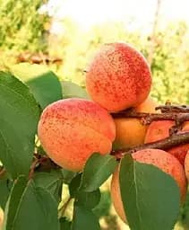 Саджанець Agro-Market Абрикос Джумбо Тардив (літній сорт, середній термін дозрівання) 1 шт. в упаковці (39866)