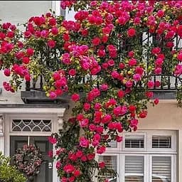 Троянда плетиста Agro-Market Діззі Хайтс саджанець класу АА+ вищий сорт 1 шт. в упаковці (178155)