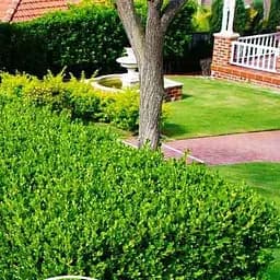 Саджанець Agro-Market Самшит буксус вічнозелений Гармонія (Harmony) (25839)