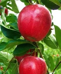 Саджанець Agro-Market Яблуня Гала Галаксі (осінній сорт, середній термін дозрівання) 1 шт. в упаковці (39824)