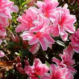 Азалія японська 2-річна "Меллі" (Azalea japonica Melle) вазон С1 (186543) 1 саженец