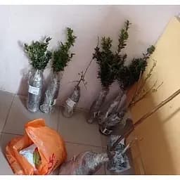 Саджанець Agro-Market Самшит вічнозелений Buxus sempervirens 2-х річний (38114) 1 шт. в упаковці - мініатюра 3