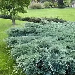 Ялівець лускатий "Blue Carpet" (ком/сітка) діаметр 100-120 см (188433) 1 саджанець