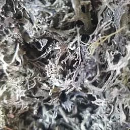 100 г пармелия лишайник - свежий урожай