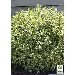 Саджанець Agro-Market Дерен 2-х річний Elegantissima С2 висота 40-50 см (182328) 1 шт. в упаковці - мініатюра 2