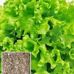 Насіння Agro-Market Салат Бутербродний на вагу ціна за 7 г (49217)