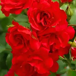 Роза мелкоцветная Agro-Market Rotilia саженец класса АА+ в контейнере (180855)