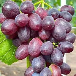 Саджанець Agro-Market Виноград Бордова мантія (ранній термін дозрівання, не пошкоджується осами) 1 шт. в пакуванні (25529)