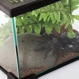 Тераріум Repti-Zoo AK09BG 31x21x15 см з вентиляцією і кришкою для рептилій, амфібій і комах - мініатюра 3