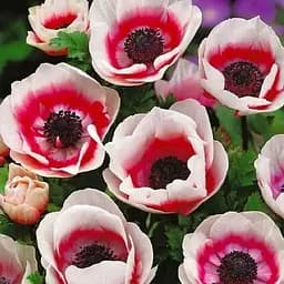 Анемона "Bicolor" (размер 5/6, большой) 5 шт (39462)