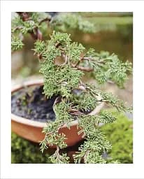 Grow Bonsai - мініатюра 3