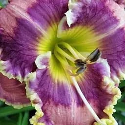 Луковица Agro-Market Лилейник Antigua Isle 1 шт. в упаковке (183985)