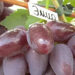 Саджанець Agro-Market Виноград Емір (вага грона до 2000 р ягода велика, солодка) 1 шт. в пакуванні (61656)