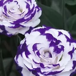 Эустома махровая "Arena Purple Picotee" укоренена в контейнере Р9 (50590) 1 саженец