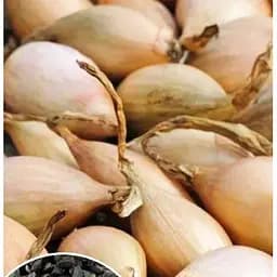 Насіння Весна на вагу Цибуля Любчик ціна за 5 г (48488)