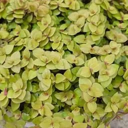 Саженец Agro-Market Колизия ползучая Gold (86030) 1 шт. в упаковке