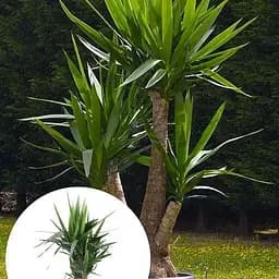 LMTD Юкка Гигантская Слоновая Agro-Market 3-х летняя "Yucca Elephanipes" (высота 45-65см) (184375) 1 саженец в упаковке комнатный Нидерланды