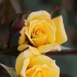 Троянда плетиста Agro-Market Лаура Форд саджанець класу АА+ вищий сорт 1 шт. в упаковці (178141)