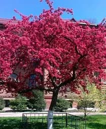 Саджанець Agro-Market Яблуня Недзвецького (райське яблучко) (осінній сорт, середній термін дозрівання) 1 шт. в упаковці (40026)