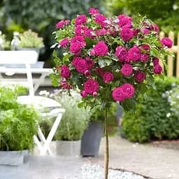 Троянда штамбова Agro-Market Фієста Fiesta насичено-рожева саджанець класу АА+ преміальний довгоквітучі сорт 1 шт. в упаковці (48222)