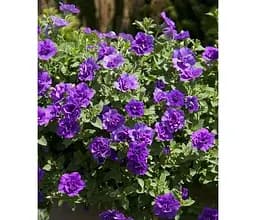 Саженец Agro-Market Петуния полуампельная Sweet Sunshine Provence (183577) 1 шт. в упаковке