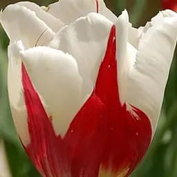 Саженец Agro-Market Тюльпан Rem's Sensation 3 шт.