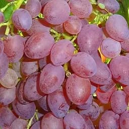 Саджанець Agro-Market Виноград Вавілон (кишміш, ранній термін дозрівання, грона вагою до 1000 г) 1 шт. в пакуванні (101869)