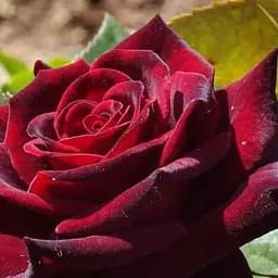 Троянда чайно-гібридна Agro-Market Папа Мейян саджанець класу АА+ вищий сорт 1 шт. в упаковці (181563)