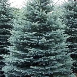 Ель голубая Agro-Market Kaibab высота 160-180 см 146264 1 саженец в упаковке