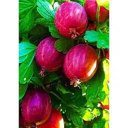 Саджанець Agro-Market Агрус Каменяр (середньо-ранній термін дозрівання) 1 шт. в упаковці (46080)