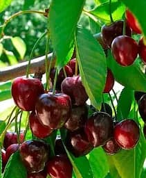 Саджанець Agro-Market Черешня темно-червона Бірюза (Turquoise) (преміальний урожайний сорт, середнього терміну дозрівання) 1 шт. в упаковці (51149)