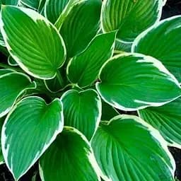 Хоста "Francee" 1 шт (23452)