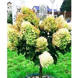 Гортензия метельчатая на штамбе "Candle light" С3 высота штамба 50-70см (62315) 1 саженец