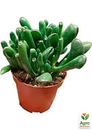 Саджанець Agro-Market Крассула Gollum кімнатний 10-15 см 1 шт. в упаковці (182838) - мініатюра 2