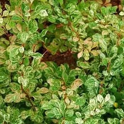 Саджанець Agro-Market Барбарис Тунберга 2-х річний Корник С3, висота саджанця 30-60см (101793)