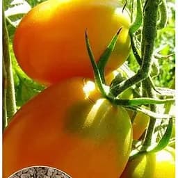 Насіння Весна на вагу Томат Де-барао жовтий ціна за 1 г (13301)