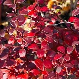 Саджанець Agro-Market Барбарис Тунберга 2-х літній Дартс Ред Леді С3, висота саженця 30-60см (101790)