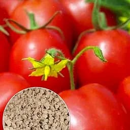 Томат "Болгарська сливка" ТМ "Весна"  2г (52201)